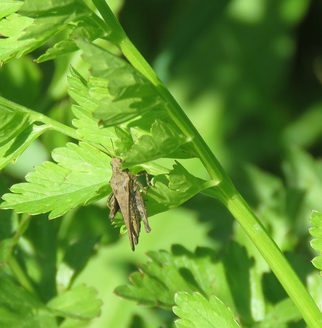  Common Groundhopper  